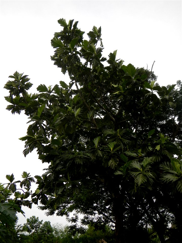 Rimas, (Artocarpus altilis, also known as breadfruit the species of tree in the Moraceae fig family found in the Philippines, Kamansi (Tagalog, Kapampangan; also the name for the breadnut); Dalungyan,