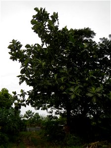 Rimas, (Artocarpus altilis, also known as breadfruit the species of tree in the Moraceae fig family found in the Philippines, Kamansi (Tagalog, Kapampangan; also the name for the breadnut); Dalungyan, photo