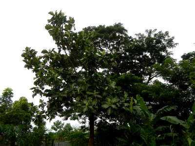 Rimas, (Artocarpus altilis, also known as breadfruit the species of tree in the Moraceae fig family found in the Philippines, Kamansi (Tagalog, Kapampangan; also the name for the breadnut); Dalungyan, photo