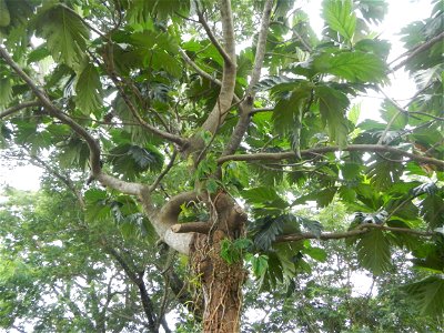 Rimas, (Artocarpus altilis, also known as breadfruit the species of tree in the Moraceae fig family found in the Philippines, Kamansi (Tagalog, Kapampangan; also the name for the breadnut); Dalungyan, photo