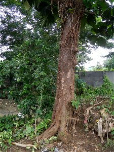 Rimas, (Artocarpus altilis, also known as breadfruit the species of tree in the Moraceae fig family found in the Philippines, Kamansi (Tagalog, Kapampangan; also the name for the breadnut); Dalungyan, photo