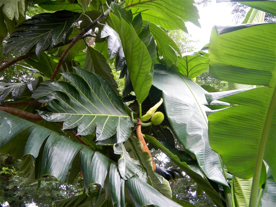 Rimas, (Artocarpus altilis, also known as breadfruit the species of tree in the Moraceae fig family found in the Philippines, Kamansi (Tagalog, Kapampangan; also the name for the breadnut); Dalungyan,