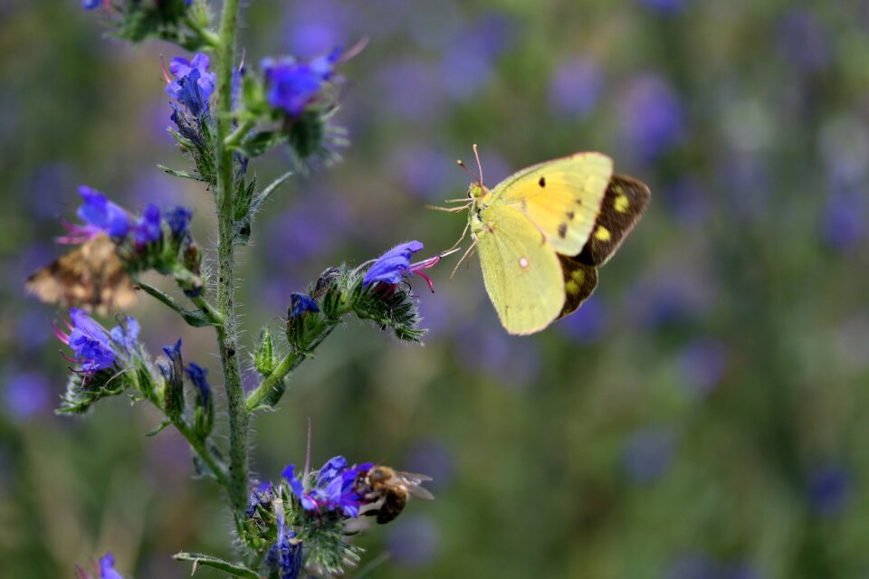 Flight insect nature