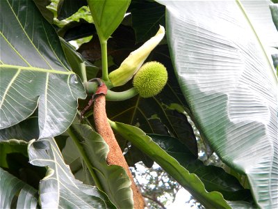 Rimas, (Artocarpus altilis, also known as breadfruit the species of tree in the Moraceae fig family found in the Philippines, Kamansi (Tagalog, Kapampangan; also the name for the breadnut); Dalungyan, photo