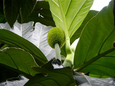 Rimas, (Artocarpus altilis, also known as breadfruit the species of tree in the Moraceae fig family found in the Philippines, Kamansi (Tagalog, Kapampangan; also the name for the breadnut); Dalungyan, photo