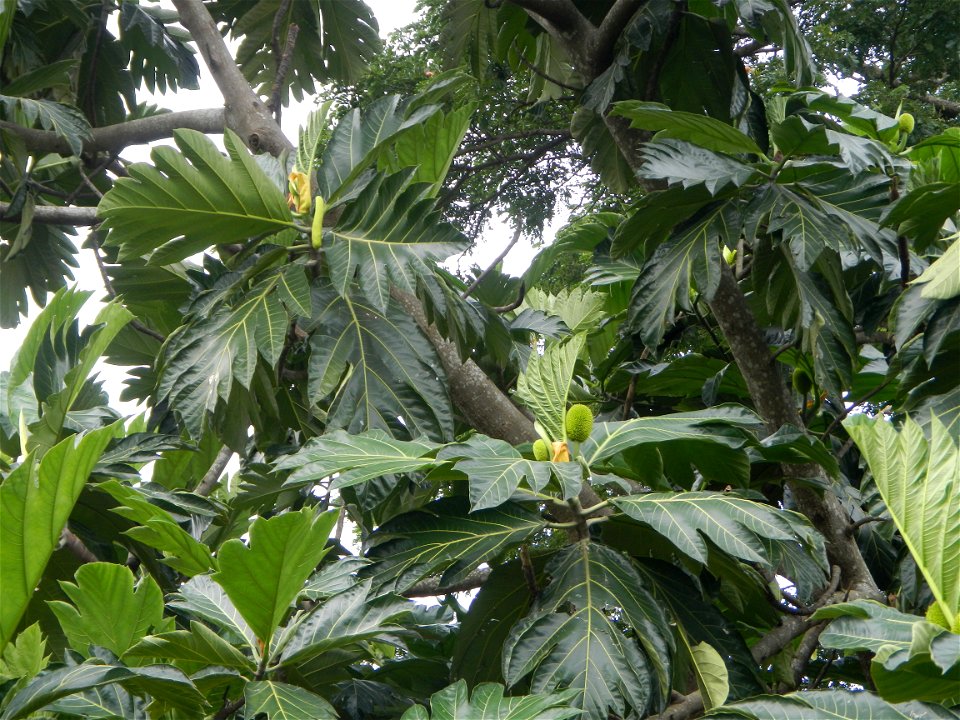 Rimas, (Artocarpus altilis, also known as breadfruit the species of tree in the Moraceae fig family found in the Philippines, Kamansi (Tagalog, Kapampangan; also the name for the breadnut); Dalungyan,