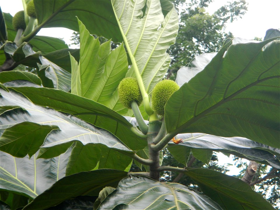 Rimas, (Artocarpus altilis, also known as breadfruit the species of tree in the Moraceae fig family found in the Philippines, Kamansi (Tagalog, Kapampangan; also the name for the breadnut); Dalungyan,