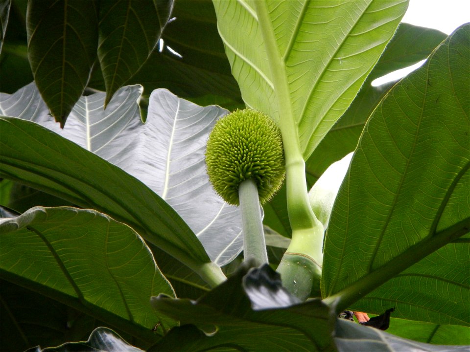 Rimas, (Artocarpus altilis, also known as breadfruit the species of tree in the Moraceae fig family found in the Philippines, Kamansi (Tagalog, Kapampangan; also the name for the breadnut); Dalungyan,