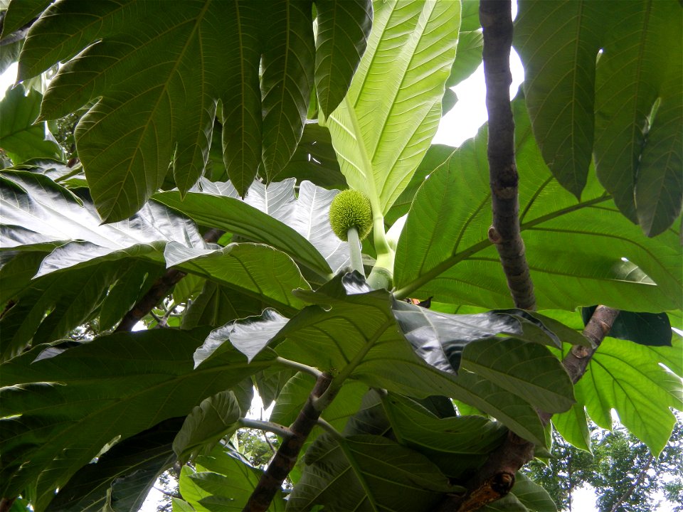 Rimas, (Artocarpus altilis, also known as breadfruit the species of tree in the Moraceae fig family found in the Philippines, Kamansi (Tagalog, Kapampangan; also the name for the breadnut); Dalungyan,