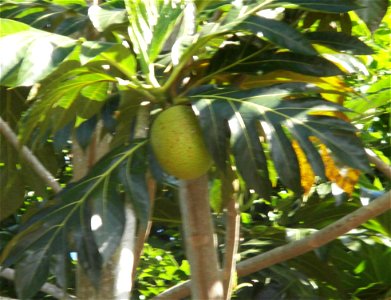 Breadfruit at Cuba photo