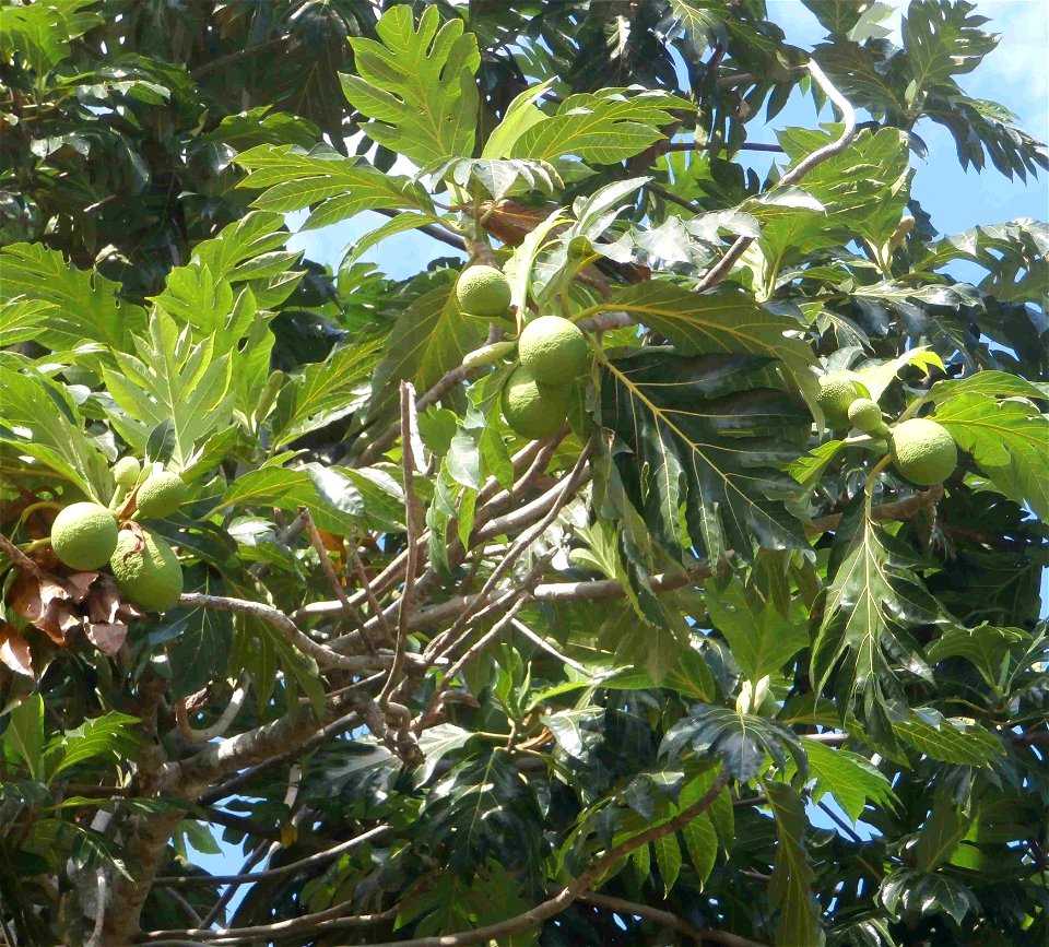 Breadfruit at Cuba