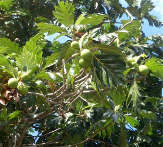 Breadfruit at Cuba photo