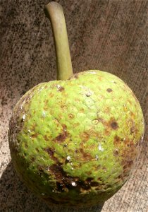 Breadfruit at Cuba photo