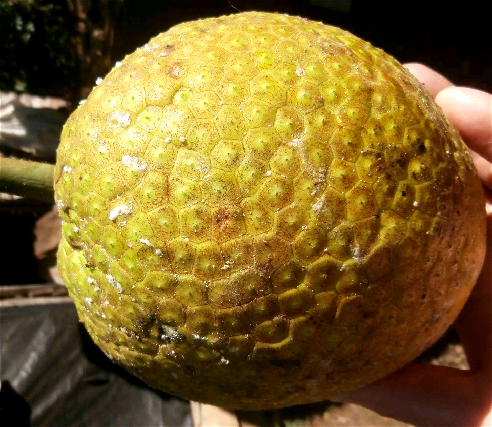 Breadfruit of Cuba