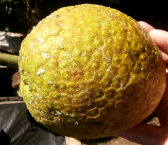 Breadfruit of Cuba photo