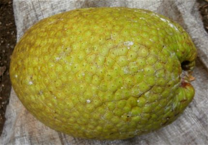 Breadfruit of Cuba; its tessellation consists of mostly irregular pentagons and some hexagons. photo