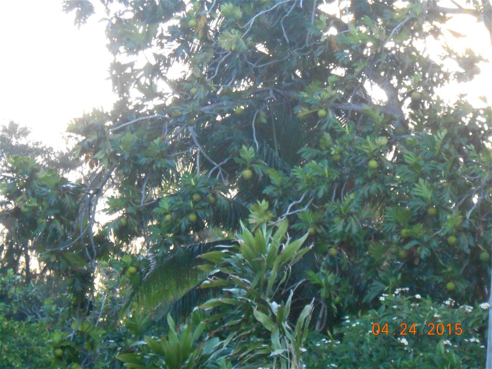 Artocarpus altilis on Saipan.