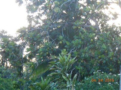 Artocarpus altilis on Saipan. photo