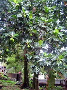 Artocarpus altilis ("Breadfruit") in Mahe, Seychelles photo