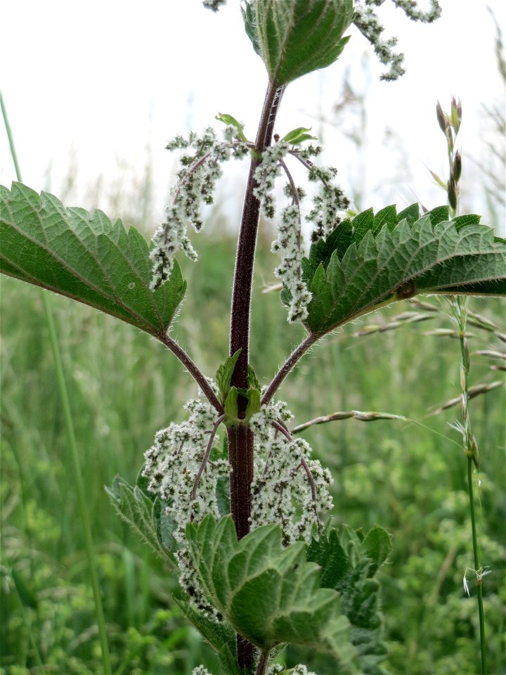 Große Brennnessel (Urtica dioica) im Naturschutzgebiet Bachwiesen/Leopoldswiesen im Hockenheimer Rheinbogen