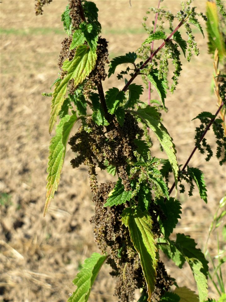 Brennnessel (Urtica dioica) bei Reilingen