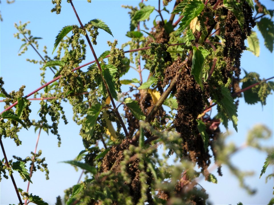 Brennnessel (Urtica dioica) bei Reilingen