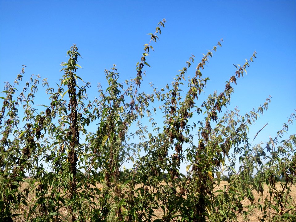 Brennnessel (Urtica dioica) bei Reilingen