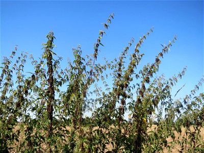 Brennnessel (Urtica dioica) bei Reilingen