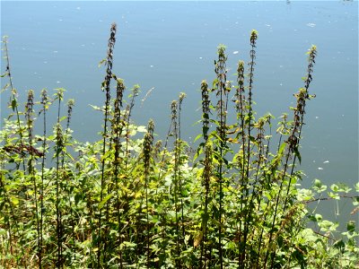 Große Brennnessel (Urtica dioica) am Staden in Saarbrücken photo