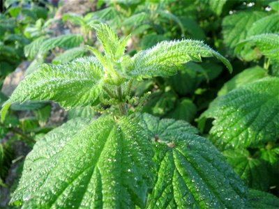 Große Brennnessel (Urtica dioica) in Hockenheim