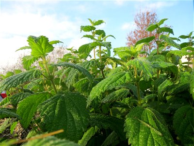 Große Brennnessel (Urtica dioica) in Hockenheim