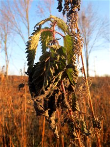 Brennnessel (Urtica dioica) im Hochwasserrückhaltebecken bei Reilingen