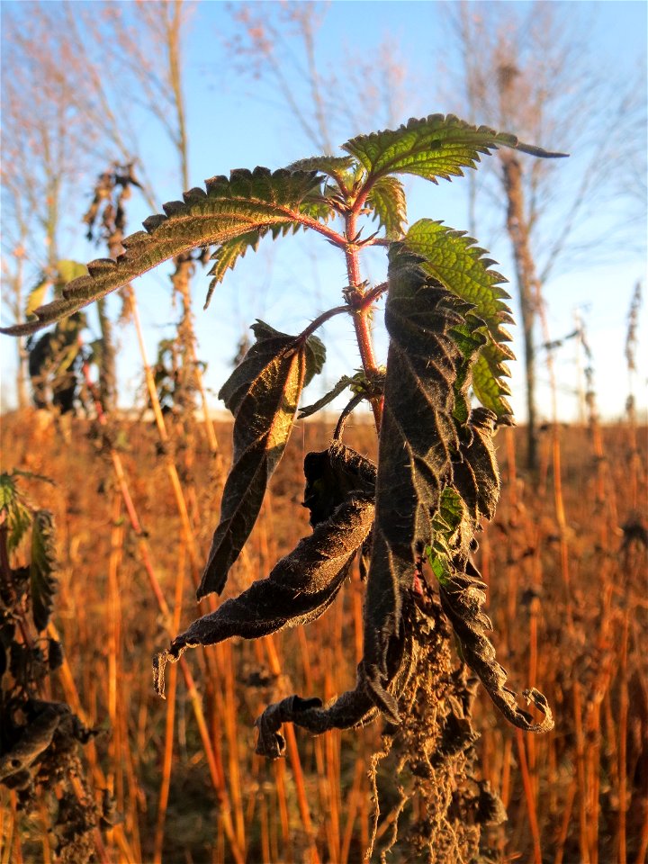 Brennnessel (Urtica dioica) im Hochwasserrückhaltebecken bei Reilingen