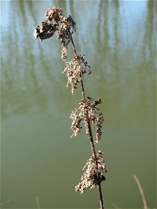 Große Brennnessel (Urtica dioica) an der Saar in Saarbrücken
