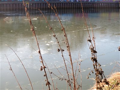 Große Brennnessel (Urtica dioica) an der Saar in Saarbrücken