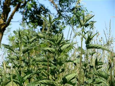 Große Brennnessel (Urtica dioica) beim Insultheimer Hof im Landschaftsschutzgebiet „Hockenheimer Rheinbogen“