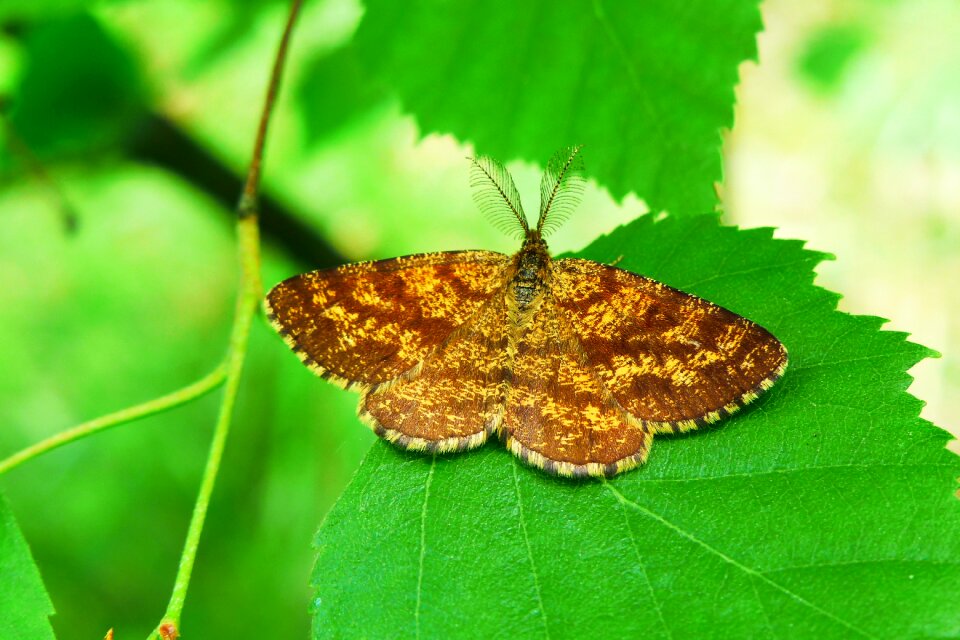 At the court of mols nature