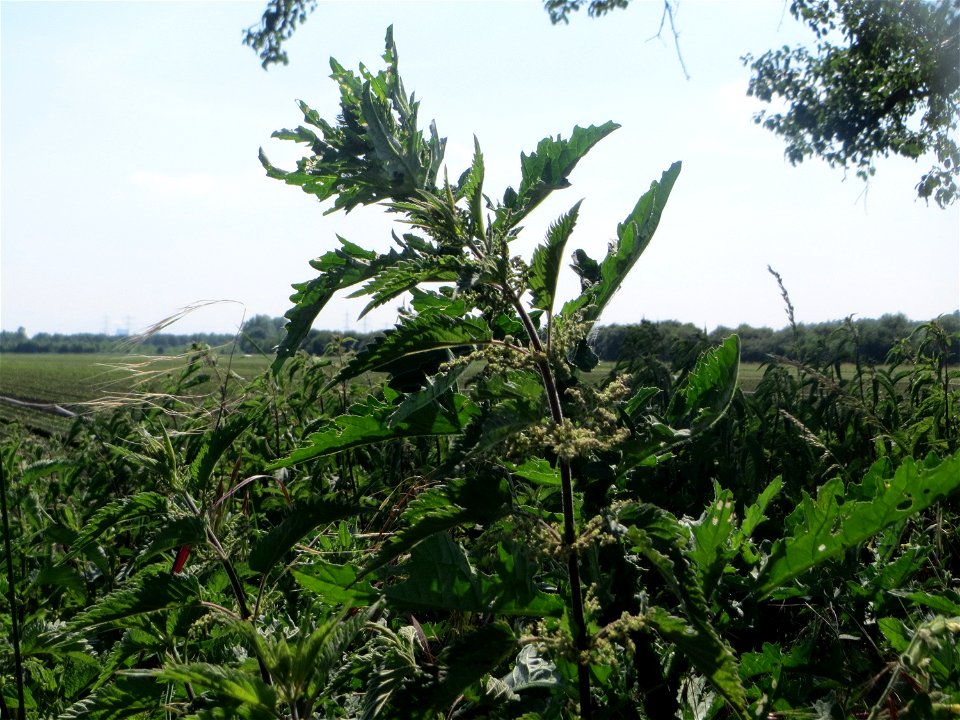 Große Brennnessel (Urtica dioica) am Hofweg im Landschaftsschutzgebiet „Hockenheimer Rheinbogen“