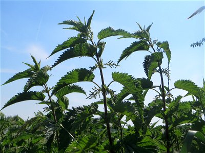 Große Brennnessel (Urtica dioica) am Hofweg im Landschaftsschutzgebiet „Hockenheimer Rheinbogen“ photo