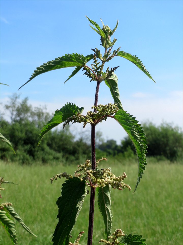 Große Brennnessel (Urtica dioica) am Hofweg im Landschaftsschutzgebiet „Hockenheimer Rheinbogen“