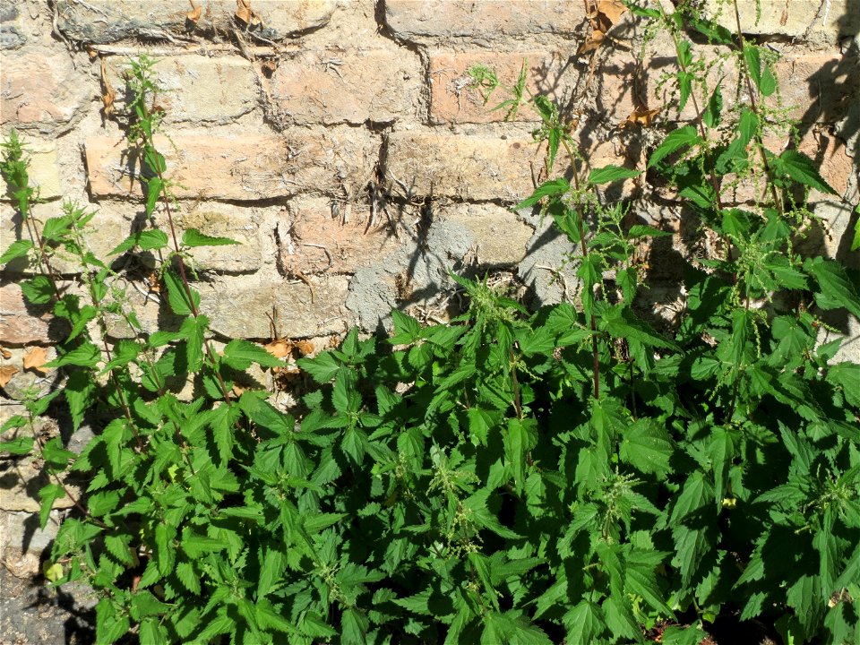 Ritzenbotanik: Große Brennnessel (Urtica dioica) an der Außenwand einer Scheune in Hockenheim