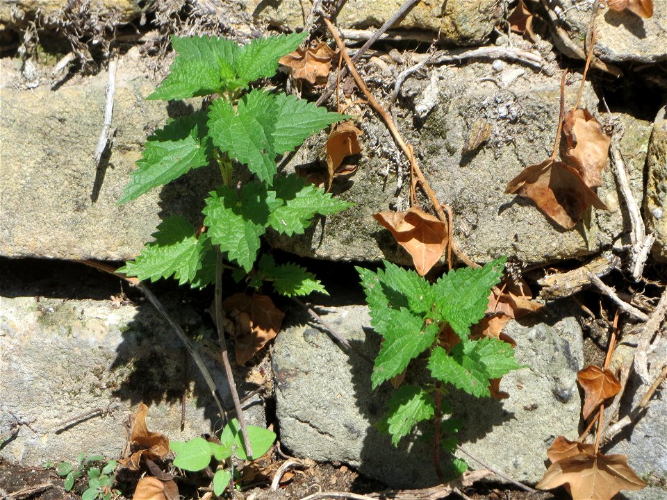 Ritzenbotanik: Große Brennnessel (Urtica dioica) an der Außenwand einer Scheune in Hockenheim