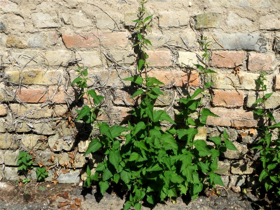 Ritzenbotanik: Große Brennnessel (Urtica dioica) an der Außenwand einer Scheune in Hockenheim