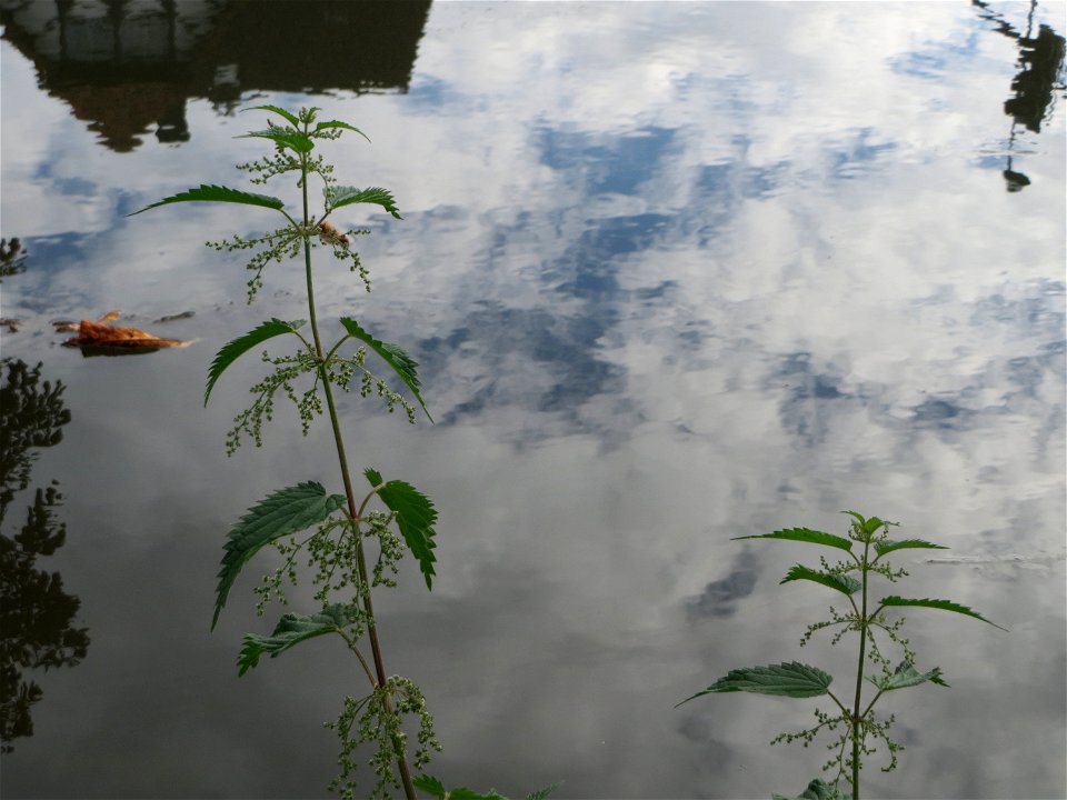 Große Brennessel (Urtica dioica) am Zähringer Kanal (Leimbach) in Schwetzingen