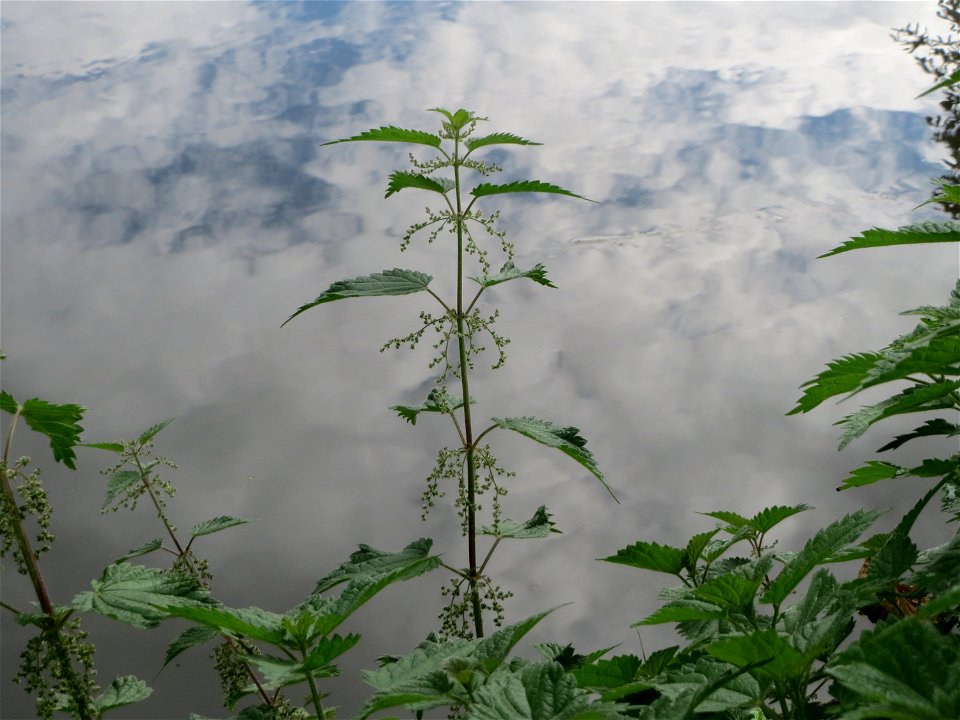 Große Brennessel (Urtica dioica) am Zähringer Kanal (Leimbach) in Schwetzingen