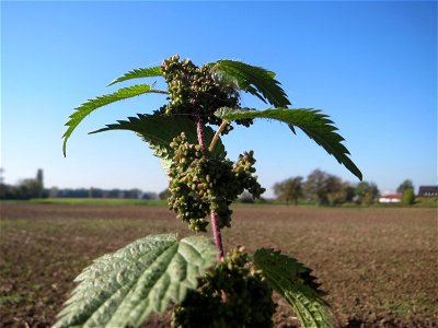 Große Brennnessel (Urtica dioica) im Hockenheimer Rheinbogen photo