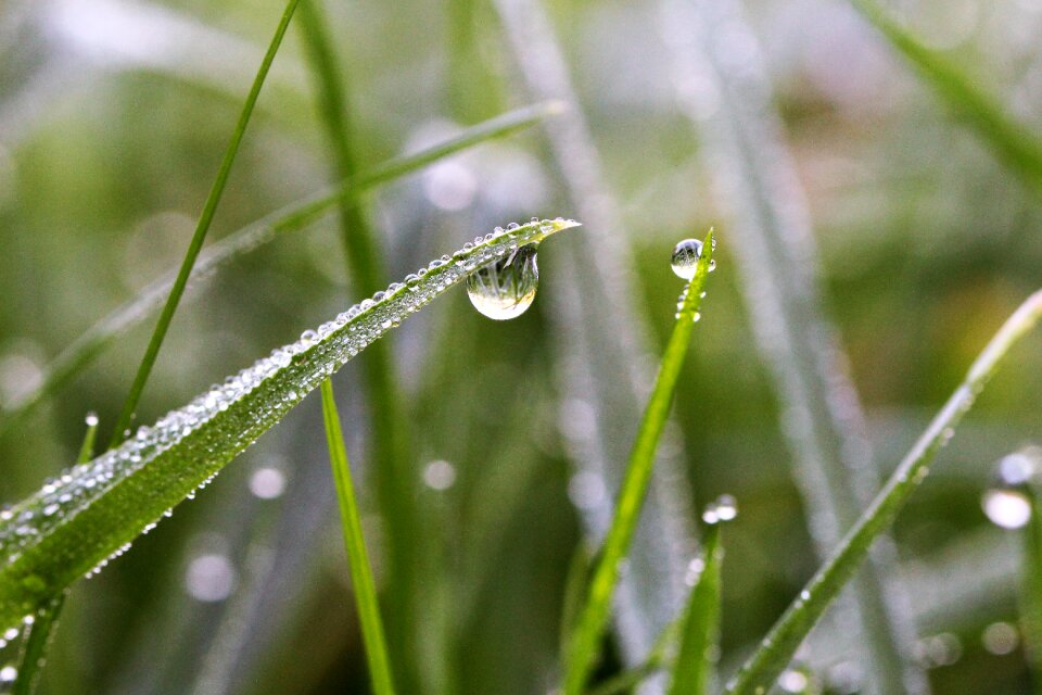 Dewdrop meadow macro