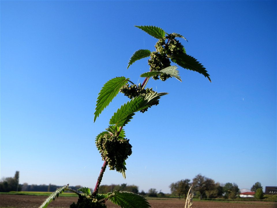 Große Brennnessel (Urtica dioica) im Hockenheimer Rheinbogen