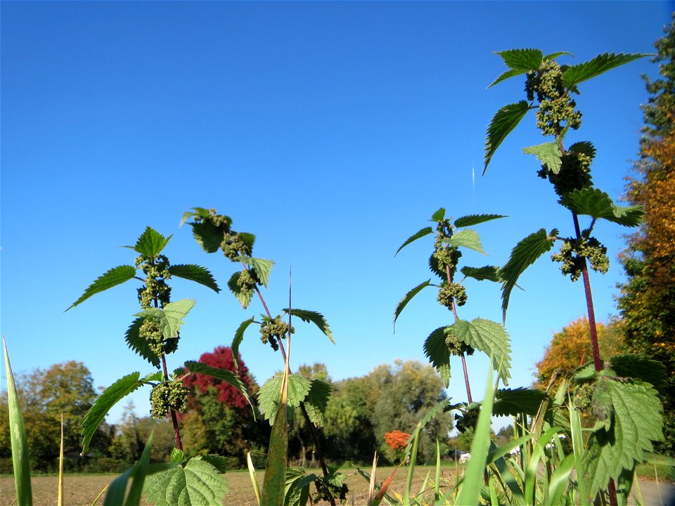 Große Brennnessel (Urtica dioica) im Hockenheimer Rheinbogen