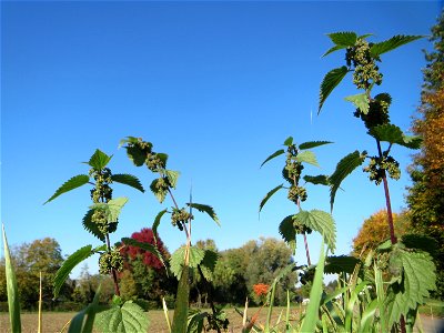 Große Brennnessel (Urtica dioica) im Hockenheimer Rheinbogen